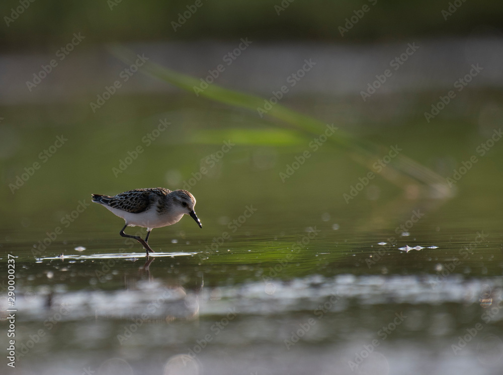 Little Stint in wetland Little Stint in wetland
