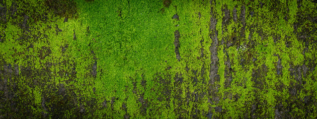 Moss green texture. Moss background. Green moss on grunge texture, background. Long web banner