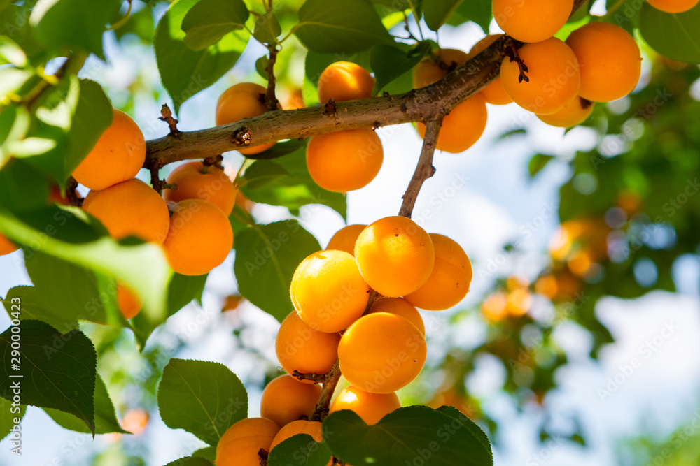 Apricot. Apricots ripen on the tree. Branch of tree with apricot fruit in sunny garden