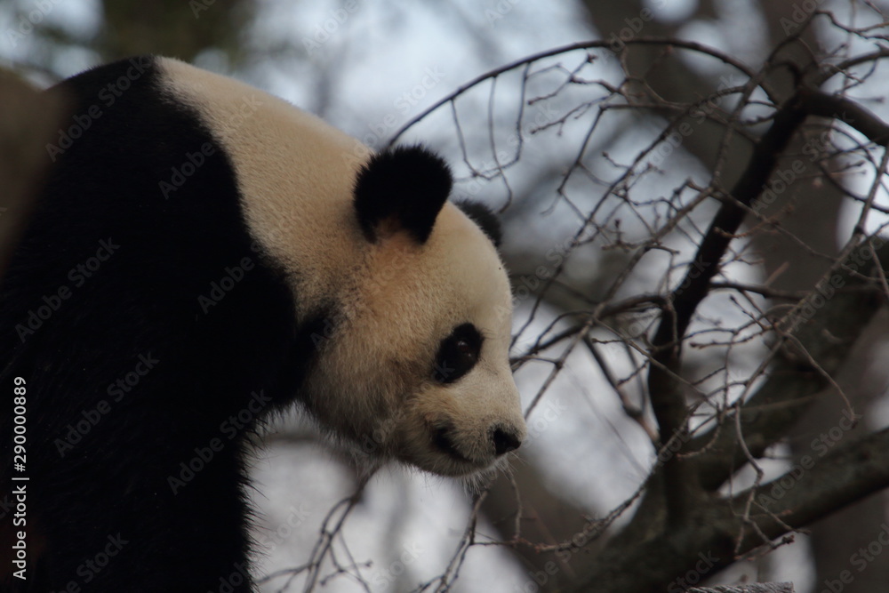 Fototapeta premium giant panda (Ailuropoda melanoleuca)