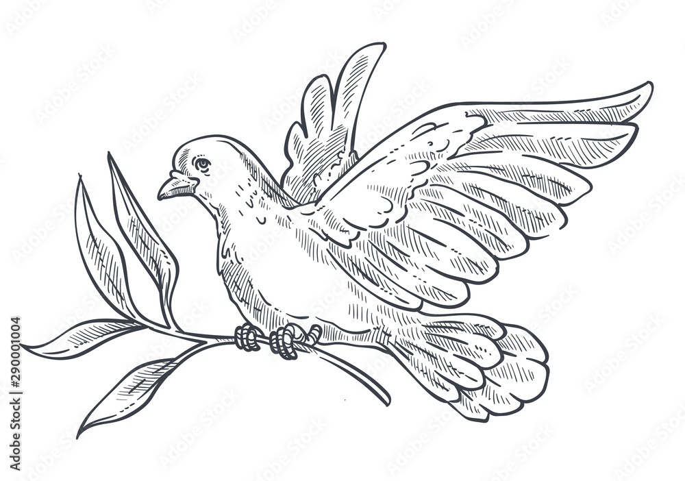 Obraz premium Dove or pigeon flying with olive branch in claws isolated icon