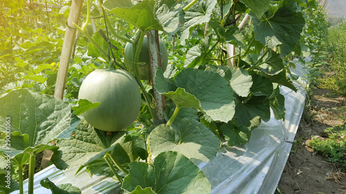 Cucumis melo called melons on a plantation that is entering the harvest season, one of agribusiness with fantastic economic value photo
