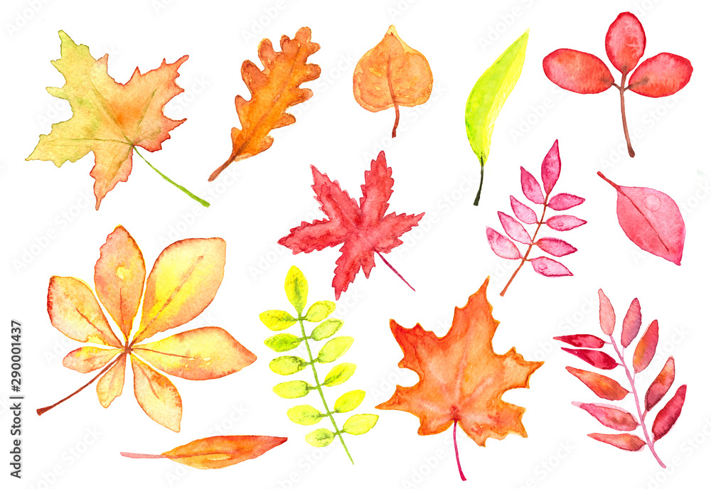 Fototapeta premium Set of autumn leaves watercolor, red, orange and yellow leaves on white background for autumn fall and Thanksgiving banners