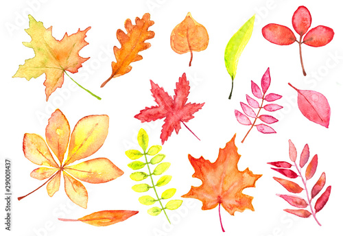 Set of autumn leaves watercolor, red, orange and yellow leaves on white background for autumn fall and Thanksgiving banners