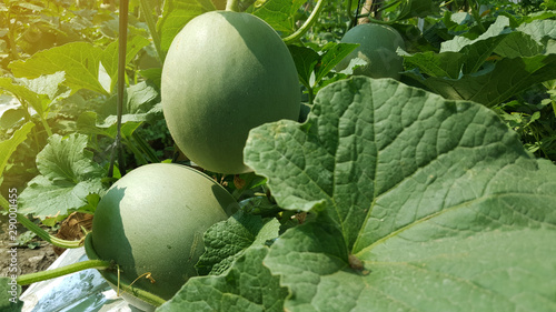 Schilderij op canvas Cucumis melo called melons on a plantation that is entering the harvest season,