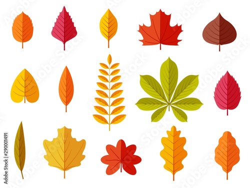 Fall leaves. Colorful autumn leaves  leaf chestnut elm oak  maple forest with yellow and orange foliage. Flat vector isolated set leaf and foliage  botany maple and oak  chestnut and elm illustration