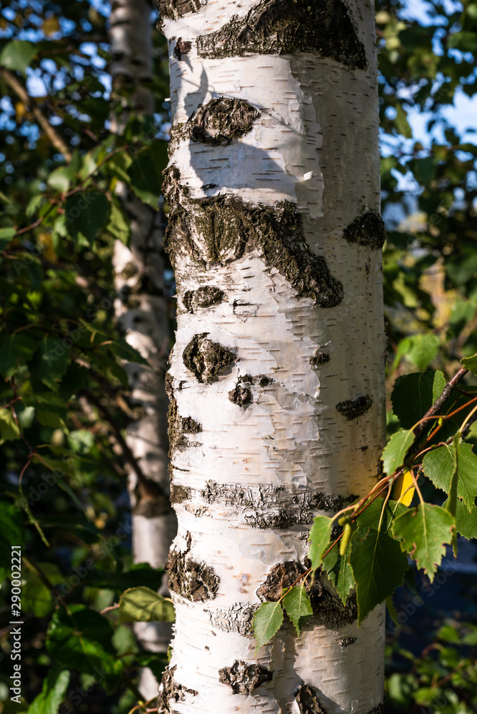 Obraz premium Rinde Birkenstamm