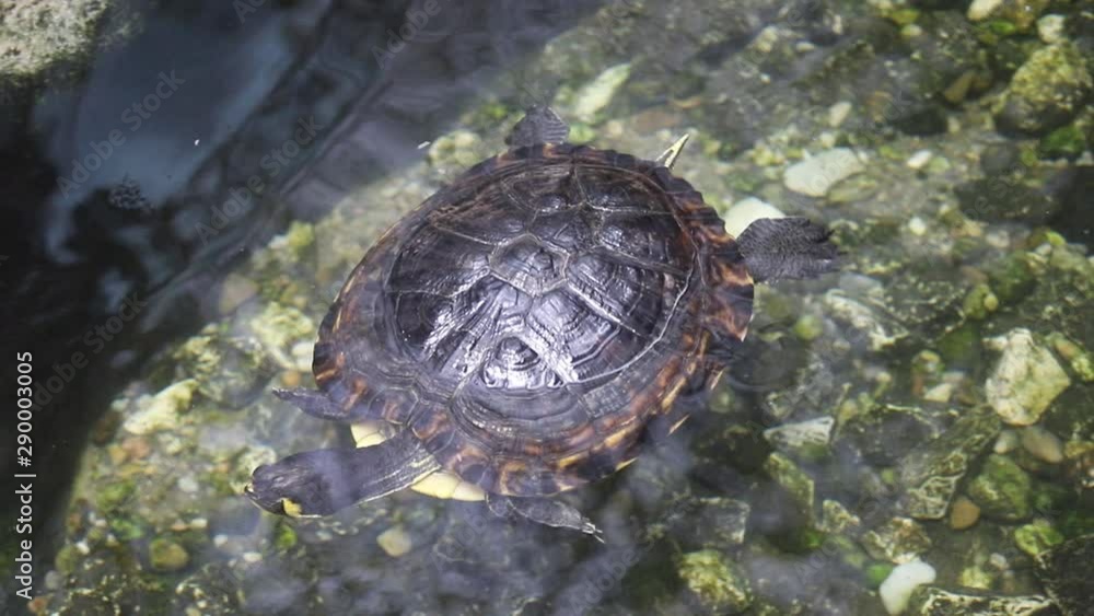 a turtle swimming in water a turtle swimming in water