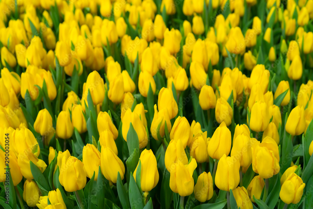 Beautiful yellow tulips. Floral background. Beautiful yellow tulips. Floral background.