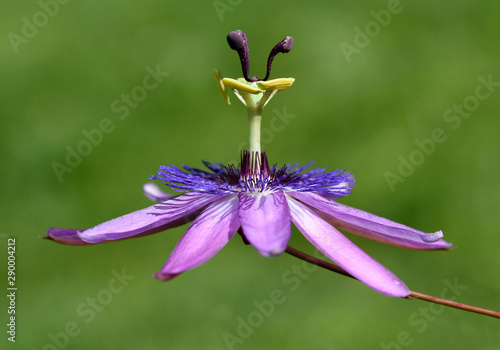 Passionsblume, Passiflora Violacea photo