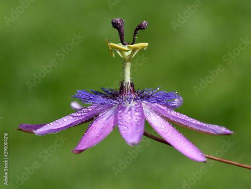 Passionsblume, Passiflora Violacea photo