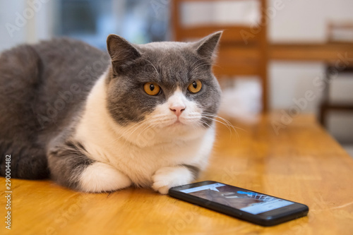 British shorthair and cell phone © chendongshan