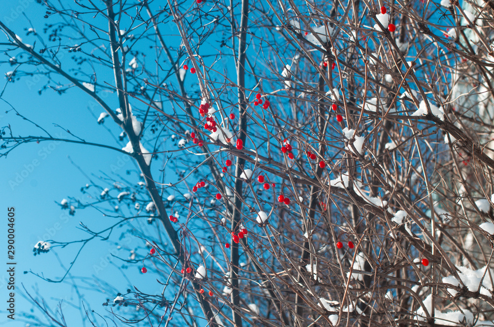 Bunches of red viburnum on dry branches covered with white snow Bunches of red viburnum on dry branches covered with white snow