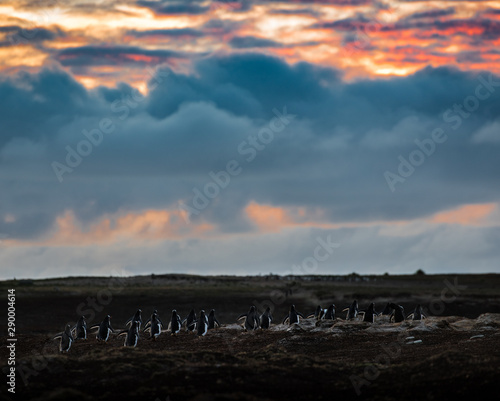 backs of a large group of gentoo penguins returning home after dusk