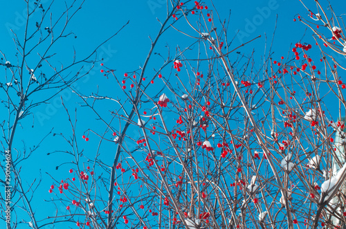 Fotografie Lot of bright red viburnum berries in the winter on the background of the blue s