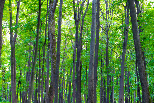 Misty morning forest