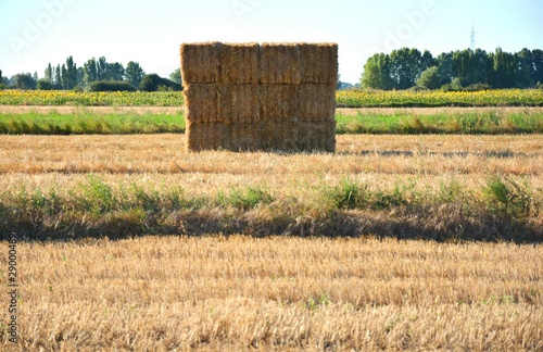 fardos de paja en el campo