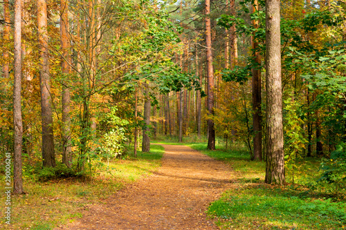 Cuadro en lienzo Walkway in the autumn park on a sunny day