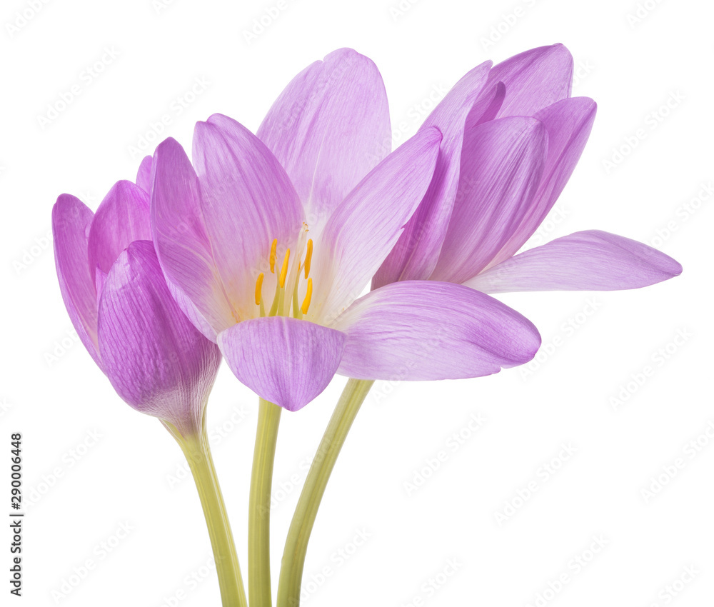 light lilac crocus three flowers bunch isolated on white light lilac crocus three flowers bunch isolated on white