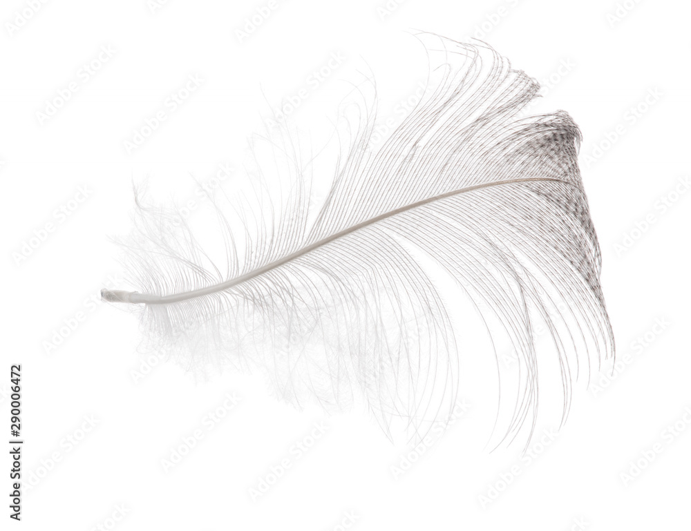 light spotted gull feather isolated on white