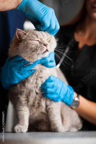 Fototapeta Naklejka Na Ścianę i Meble -  Treatment of cat in veterinary clinic.