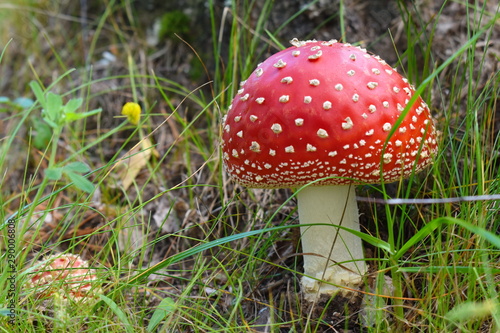 Beautiful red fairytale fly agaric