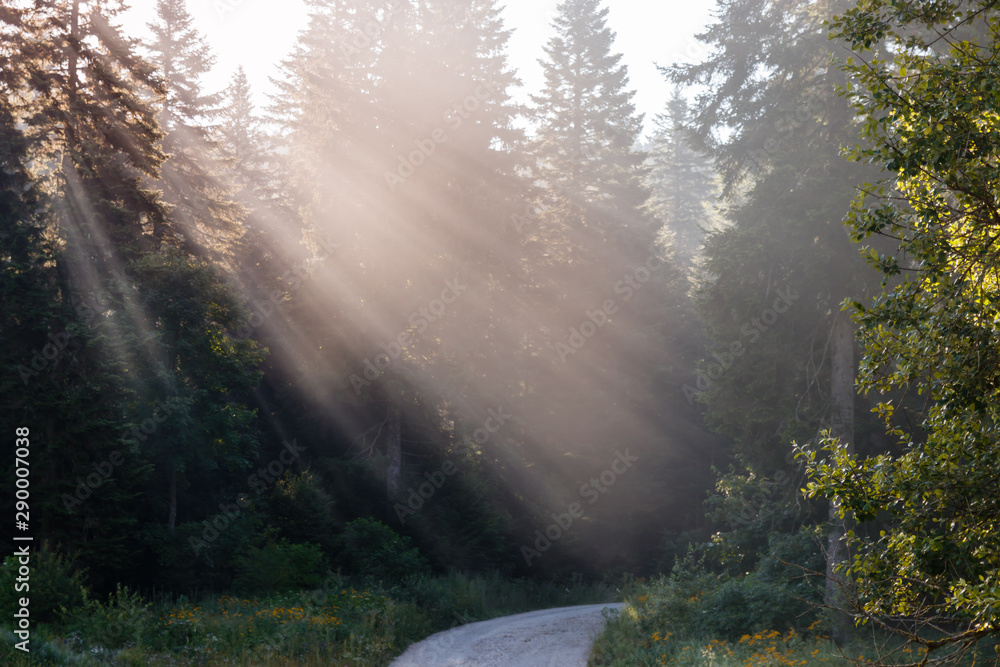 Morning in the forest with sunlight Morning in the forest with sunlight