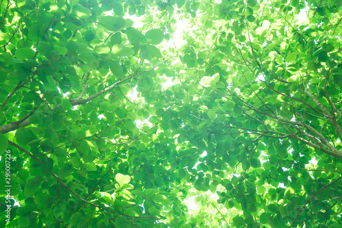 Sunlight through the fresh green leaves green leaves background