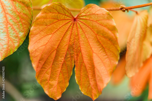 Orange autumn leaf isolated