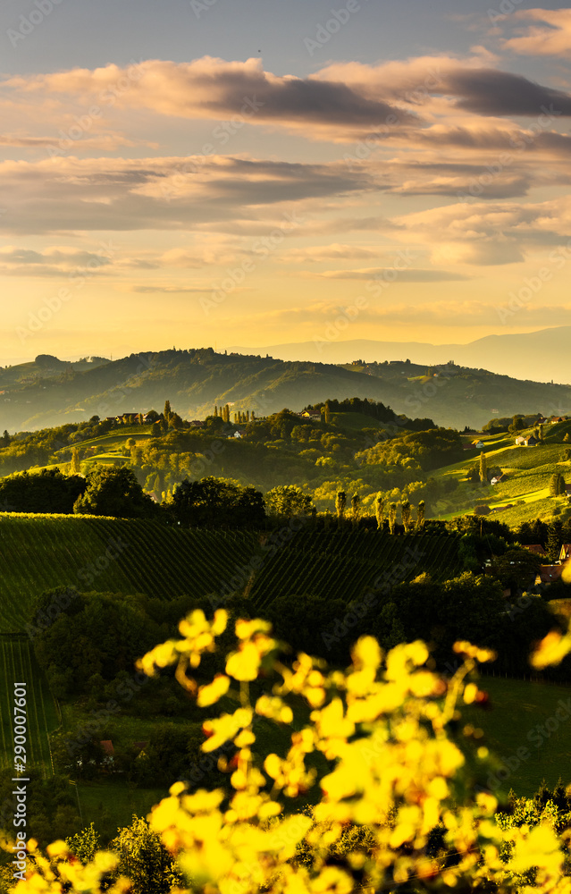 South styria vineyards landscape, near Gamlitz, Austria, Eckberg, Europe. Grape hills view from wine road in spring. Tourist destination, vertical photo