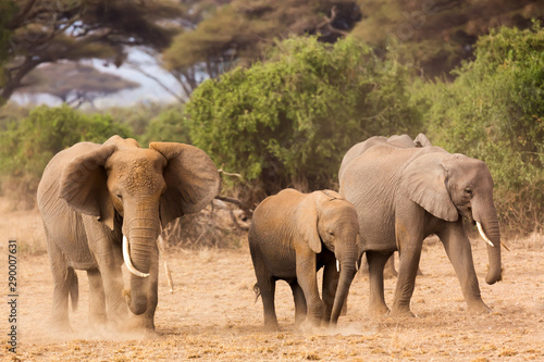 African elephants in Amboseli National Park. Kenya, Africa.