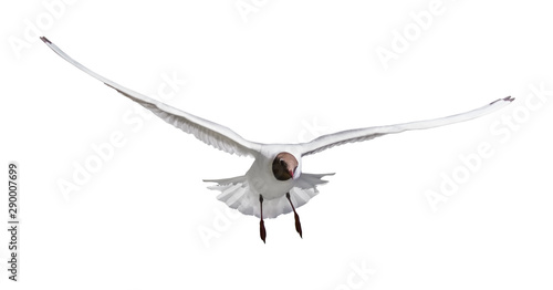 small isolated gull with black head in flight