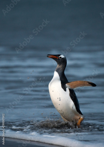 gentoo penguin emerging from the sea at dusk