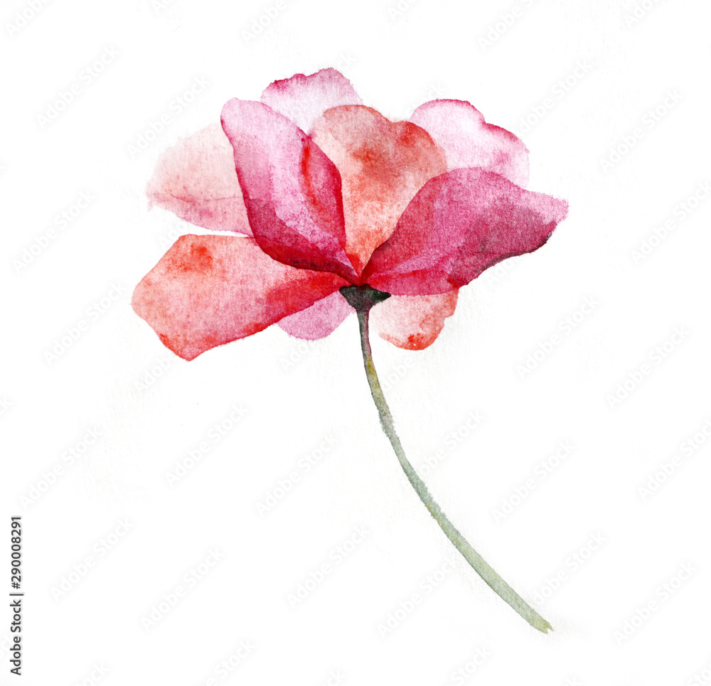 Watercolor pink flower rose on white background.