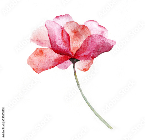 Obraz na płótnie Watercolor pink flower rose on white background. w salonie