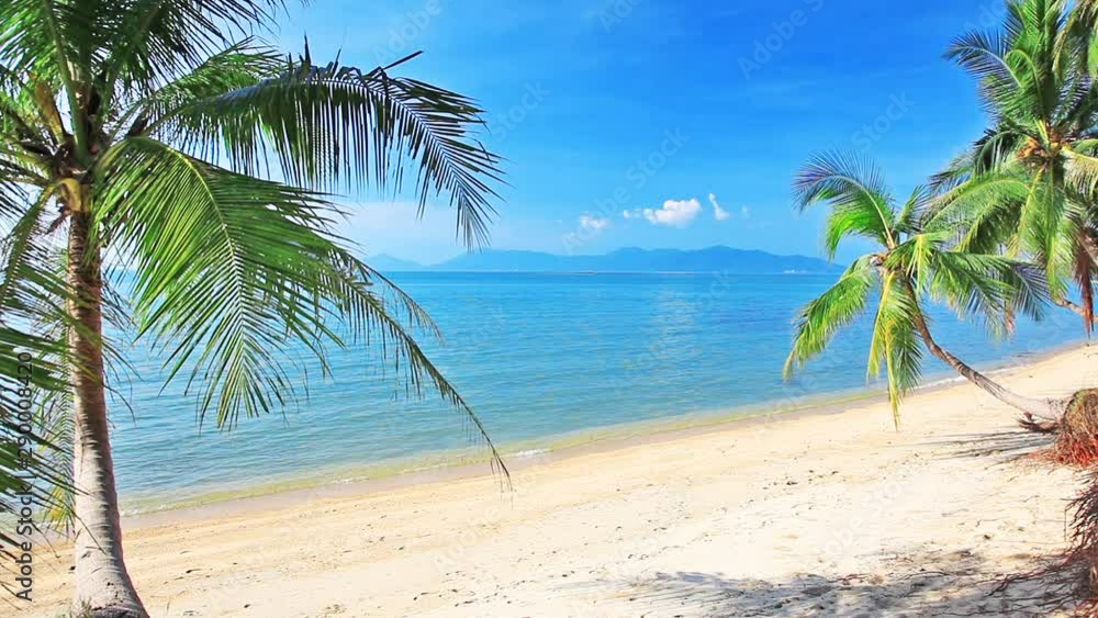 tropical beach and palm tree tropical beach and palm tree