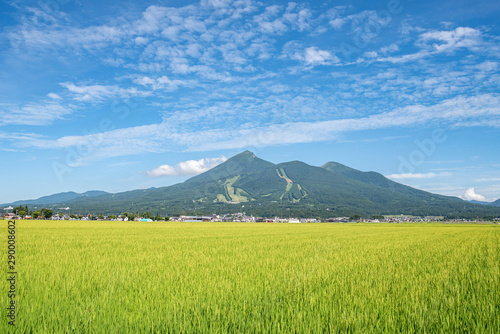 黄金色の田んぼと磐梯山