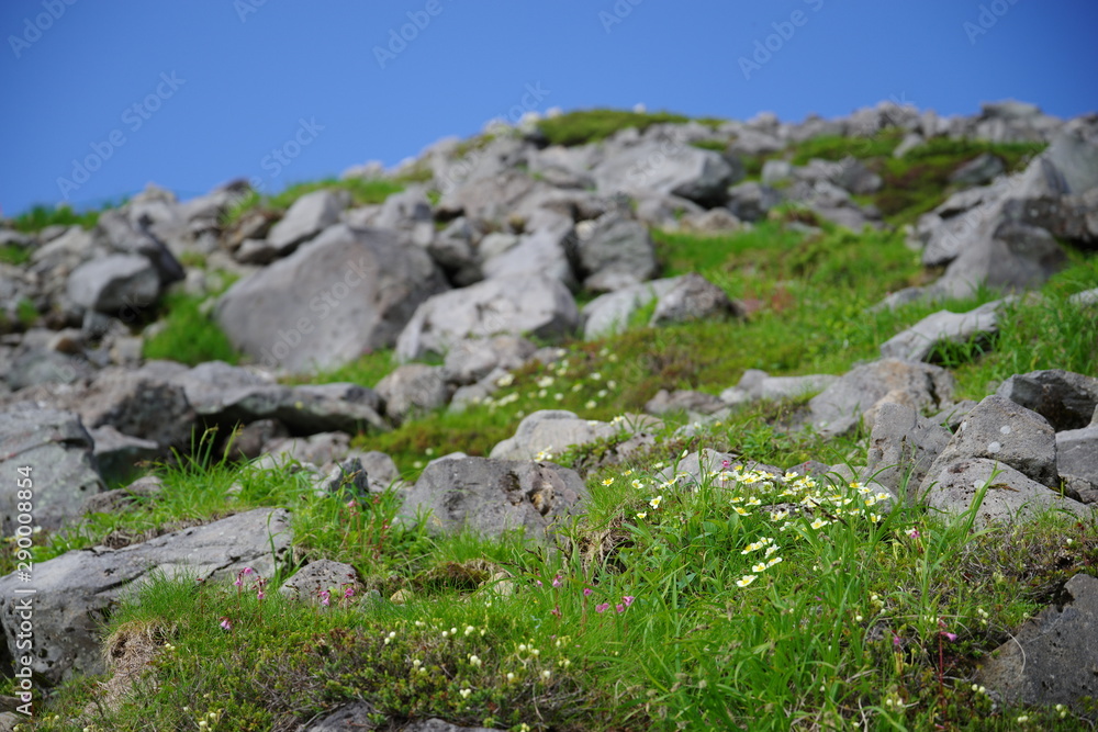 咲き誇る高山植物　乗鞍岳