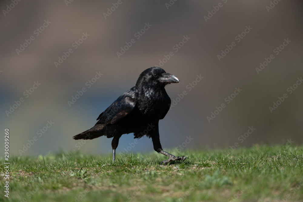 Obraz premium Common raven sitting on a meadow