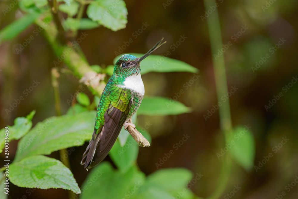 Obraz premium Collared Inca - Coeligena torquata, beautiful black and white hummingbird from Andean slopes of South America, Guango Lodge, Ecuador.