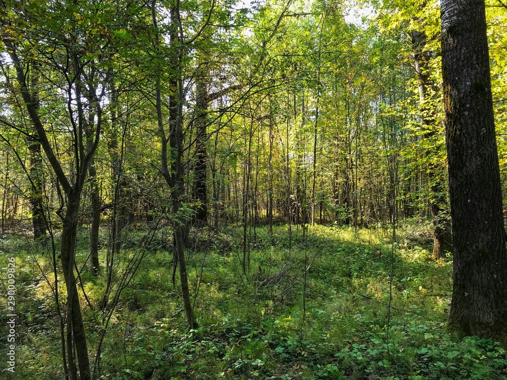 Obraz premium trees in the forest