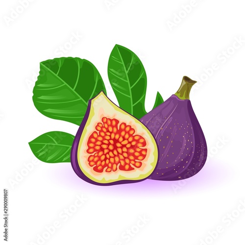 Fresh figs whole and half with leaves. Exotic sweet fruit with purple skin. Source of vitamins and antioxidants. Natural healthy product. Vector cartoon illustration isolated on white background.