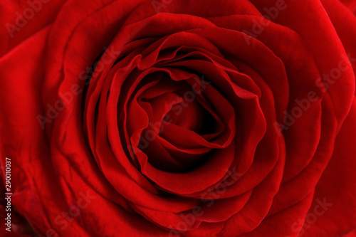Red beautiful rose. Close-up. Valentine. Red Heart Rose.