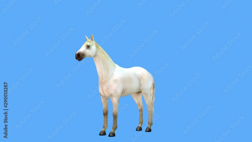 馬 馬