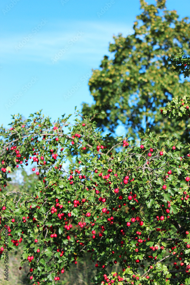 red berries with blue sky red berries with blue sky