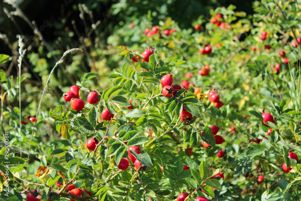 red berries on a bush red berries on a bush