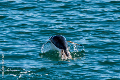 gentoo penguin porpoising in the sea