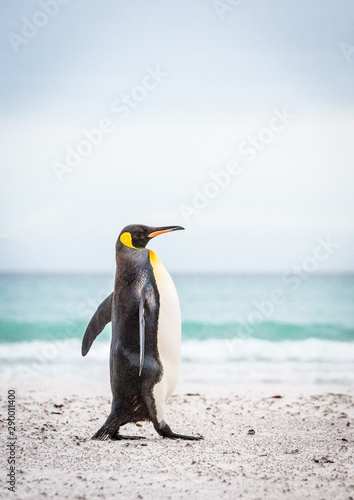 king penguin strutting on a beach