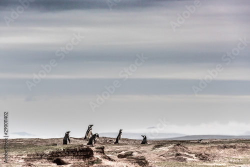 magellanic penguins gathering by their beach burrows in the morning
