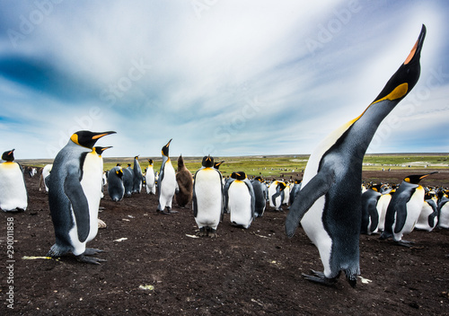king penguin calling rookery
